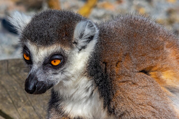 Lemur