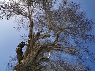 tree in the sky