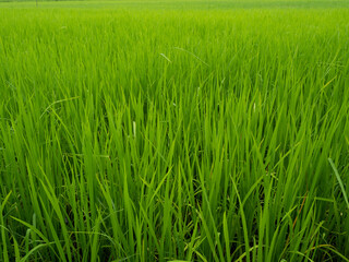 Green rice field in water on dirt land, Cereal crop in tropical, Planting cereals and food in...