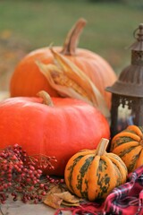 Thanksgiving Day. Autumn pumpkin  harvest.Set of pumpkins, checkered scarf,  lantern on a wooden table on a blurred autumn garden background.Autumn pumpkin abundance. Fall cozy mood