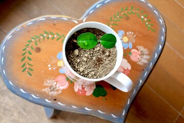 芽生え　ライフイメージ