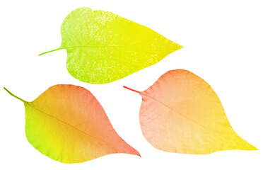 three green and red lilac bush leaves isolated on white