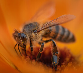 Honigbiene in einer Ringelblumenblüte