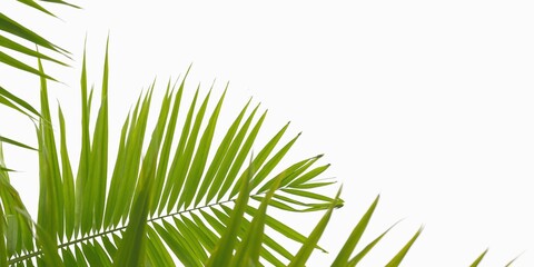 Palm leaves isolated on white background with copy space.