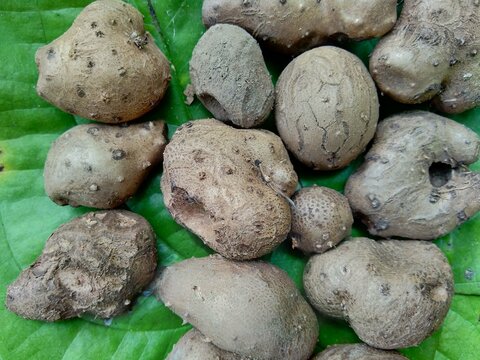 Dioscorea esculenta on the green leaves. Indonesian (Javanese) call it katak gandul or katak gandol.