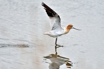 American Avocet landing over water