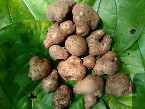Dioscorea esculenta on the green leaves. Indonesian (Javanese) call it katak gandul or katak gandol.