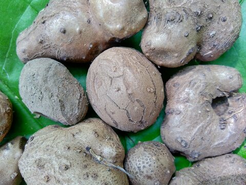 Dioscorea esculenta on the green leaves. Indonesian (Javanese) call it katak gandul or katak gandol.