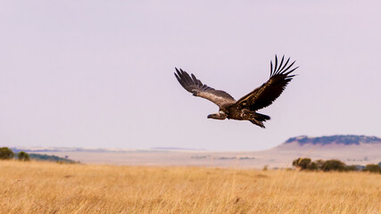 A vulture in flight.