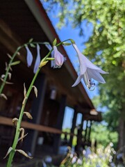 Leaning Flower