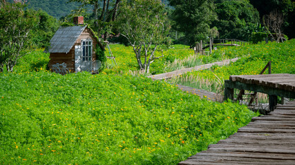 Fototapeta na wymiar The old little wooden hut and wooden bridges on winding pathway in marigold meadow with many green plants in countryside background