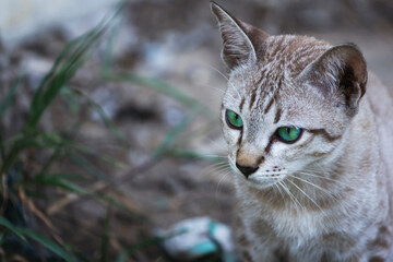 Portrait of a brown, white and green-eyed cat.