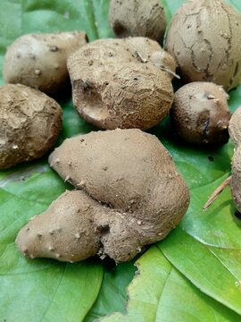 Dioscorea esculenta on the green leaves. Indonesian (Javanese) call it katak gandul or katak gandol.