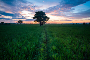 Fototapeta na wymiar colorful sky before sunrise at rice field 