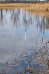 A pond near which branches fall into the water.