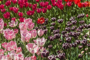 tulips garden