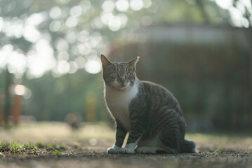 逆光のキジ白猫