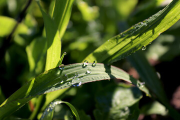 dew on the grass