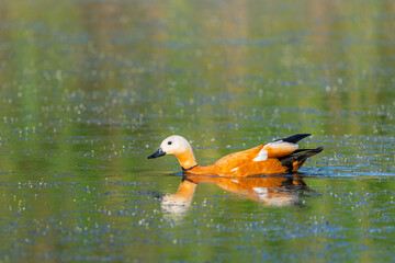 Ruddy Shelduck female in its natural habitat