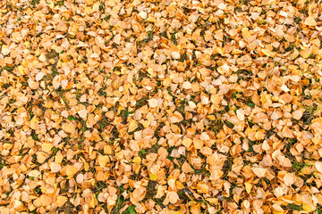 Yellow autumn leaves lie. Natural background. The concept of autumn texture. The view from the top