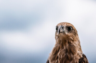 Close-up blur Falcon  
