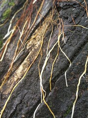 tree roots in the ground