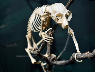 Fototapeta premium a pygmy slow loris
