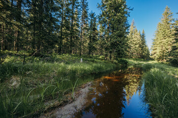 Obraz premium A train going down the river in a forest