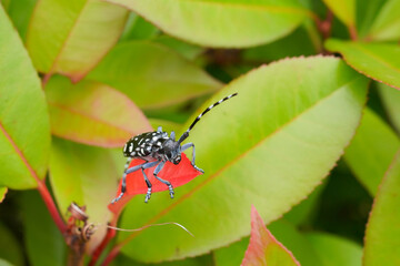 カミキリムシ