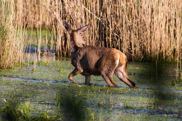 Młody jeleń szlachetny Cervus elaphus elaphus spaceruje po szuwarach © PeterG