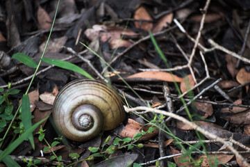Snail Hides from Danger while crawling across on leaf 
