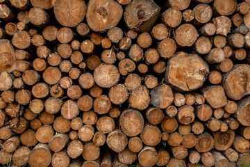 Forstwirtschaft im Harz