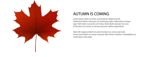 Autumn banner, red maple leaf isolated on white background, vector illustration