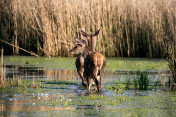 Dwa piękne jelenie Cervus elaphus elaphus stoją w wodzie, para jeleni, rodzina jeleni w ostoja...