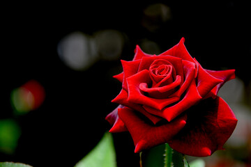 黒い背景をぼかし赤いバラのクローズアップ