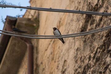 The view of a swallow sitting on wires of power lines.