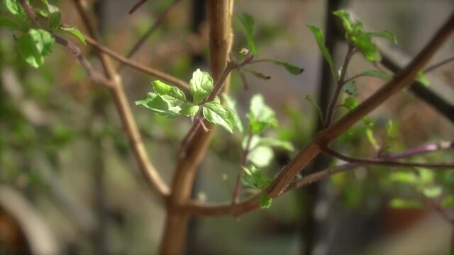 Closeup of Holy and Medicinal Plant Tulsi with brown stems, Sacred Holy basil plant in the morning, India. Cinematic shot of tulsi plant.