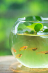 金魚鉢とメダカ