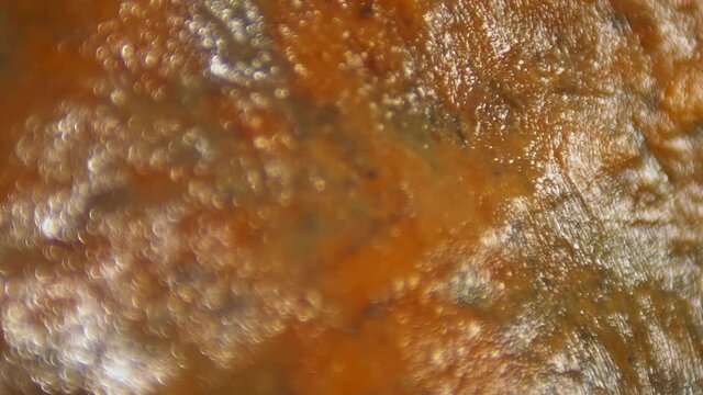 Leg of Iberian ham detail macro shoot  moving, where it is seen in the reflections of light on the black brown skin of the Iberian pig . partial blur where details are shown.