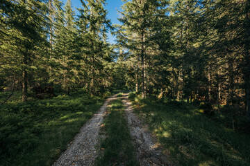 A train traveling down train tracks near a forest