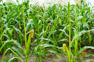 corn field in the morning