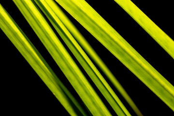 Close-up part of green palm leaves on black background.