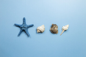 Shellfish and starfish on blue background. summer marine decoration. flat lay, top view, copy space