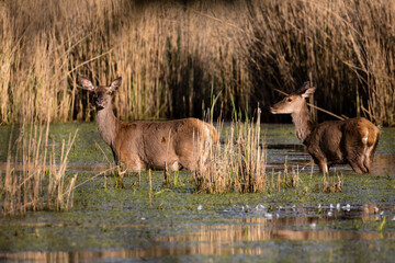 Dwa piękne jelenie Cervus elaphus elaphus stoją w wodzie, para jeleni, rodzina jeleni w ostoja...