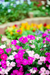 撫子のある花壇