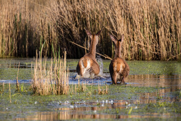 Dwa jelenie Cervus elaphus elaphus biegną po wodzie, para jeleni, rodzina jeleni w ostoja zwierzyny w rezerwacie przyrody © PeterG