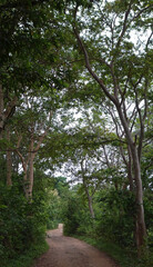 a village path with avenue of trees.