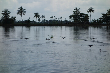 Backwaters network of brackish lagoons in Kerala