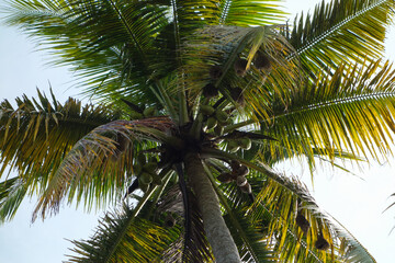 Fototapeta na wymiar palm tree (areaceae)