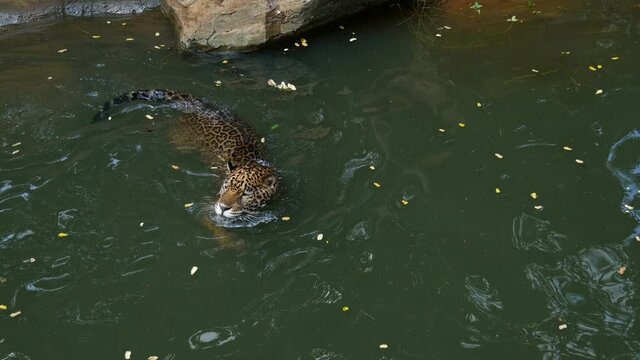 4k video of A jaguar playing and swimming in pond